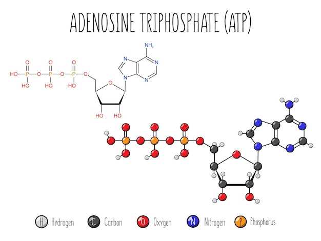 Understanding Omeprazole Receptors