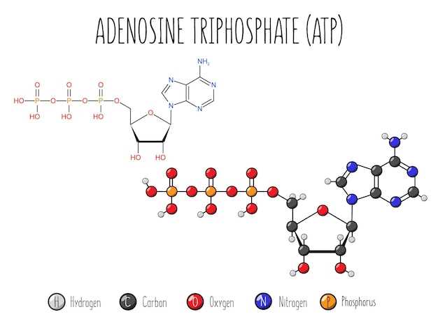 Omeprazole spironolactone interaction